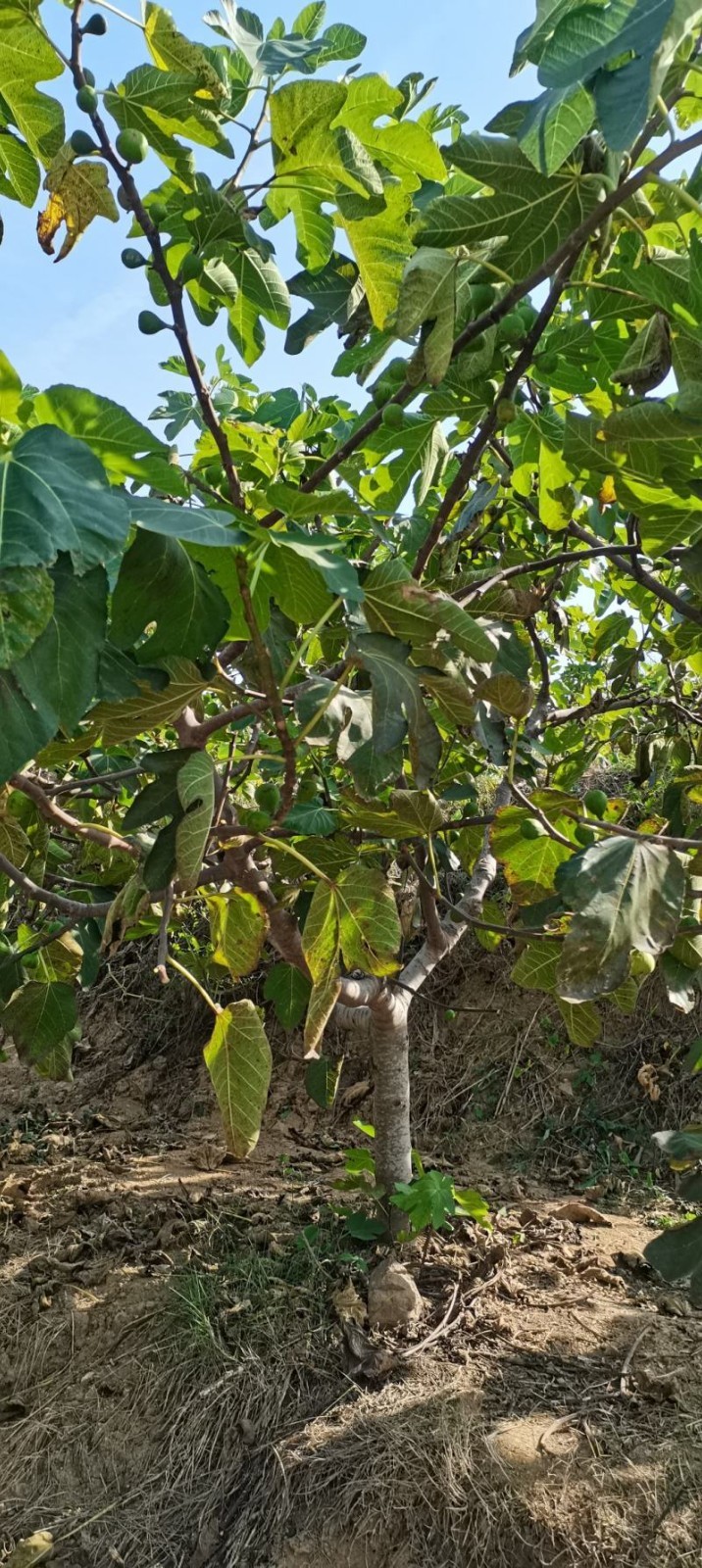 Fig Tree Seeds 300ct Ficus carica Fruit Seeds for Planting Outdoor Garden