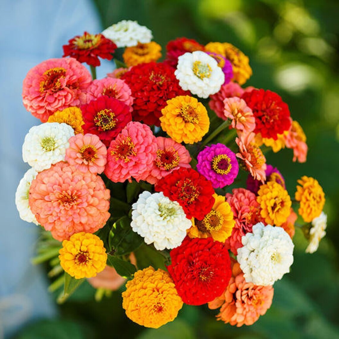 200+ CUT AND COME AGAIN ZINNIA SEEDS – FLOWERS —– BUTTERFLIES – HUMMINGBIRDS