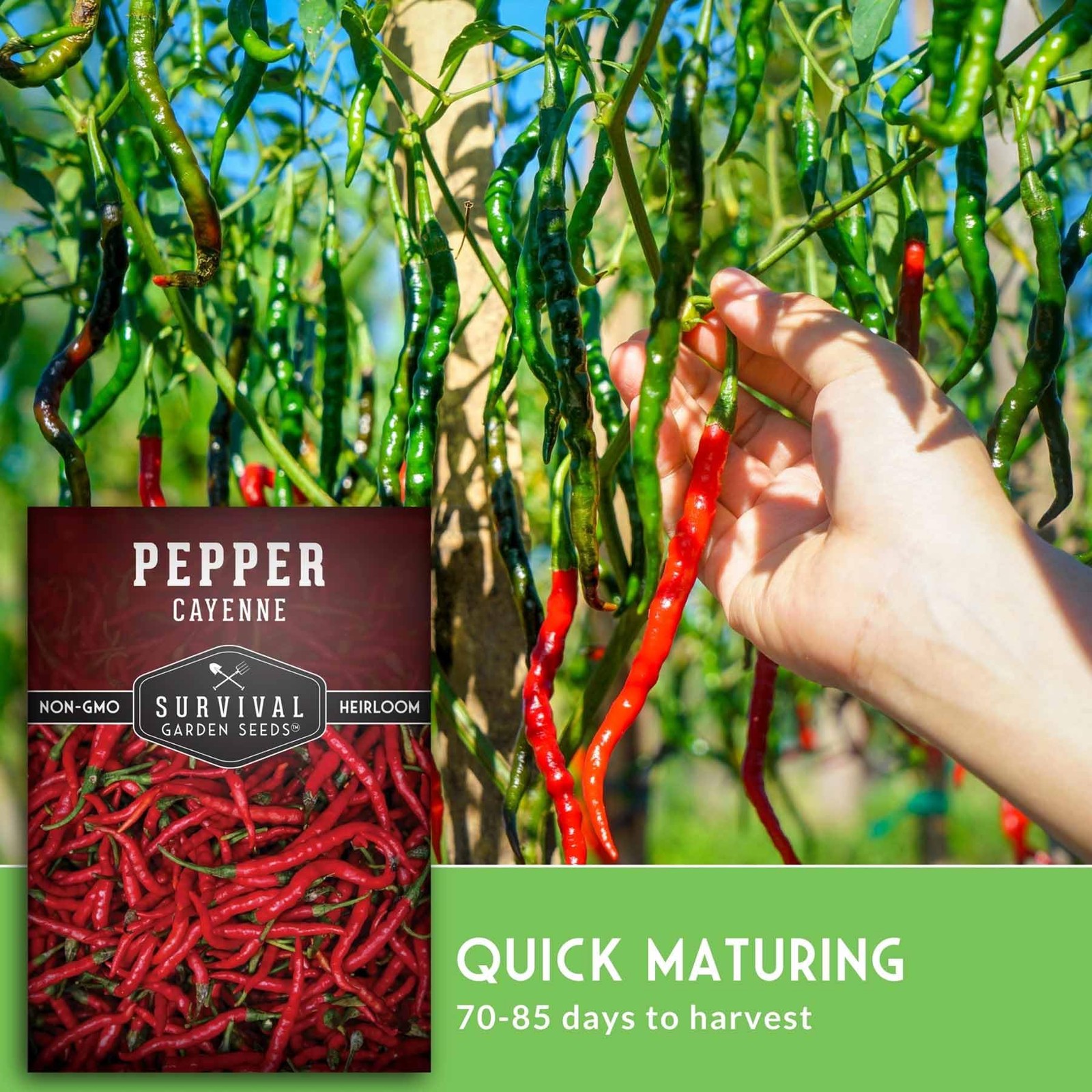 Cayenne Pepper Seeds Heirloom NonGMO Red Heat 3050K Scoville Planting Garden P