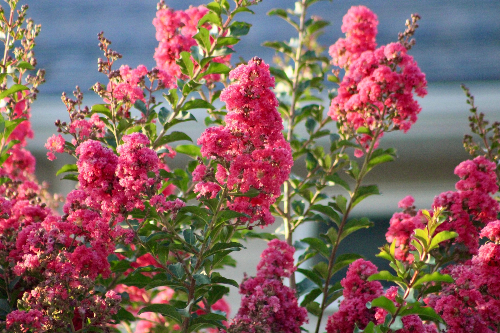 35 DARK PINK CREPE CRAPE MYRTLE Lagerstroemia Indica Bush Tree Flower Seeds
