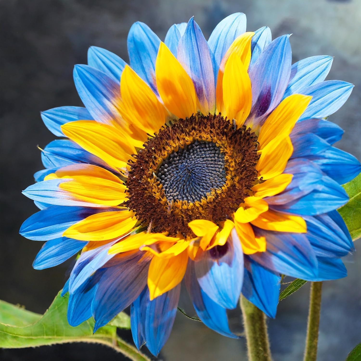 100 Pack Sunflower Seeds Mixed Varieties,Rare Colors – Red, Purple, Blue, Black-