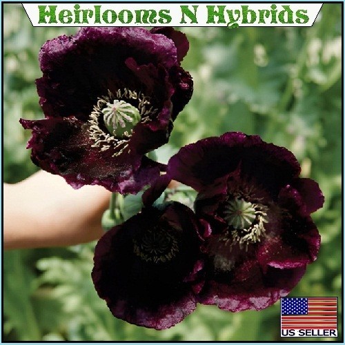 2,500-10,000 Heirloom After Midnight Poppy Seeds Papavaer Somiferum Dark Purple