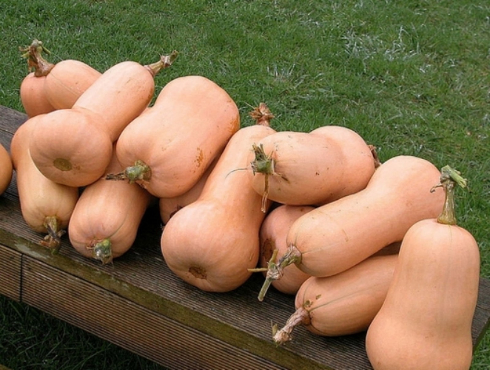 Squash- Waltham Butternut- Heirloom- 30+ Seeds $1.69 Max Shipping/order