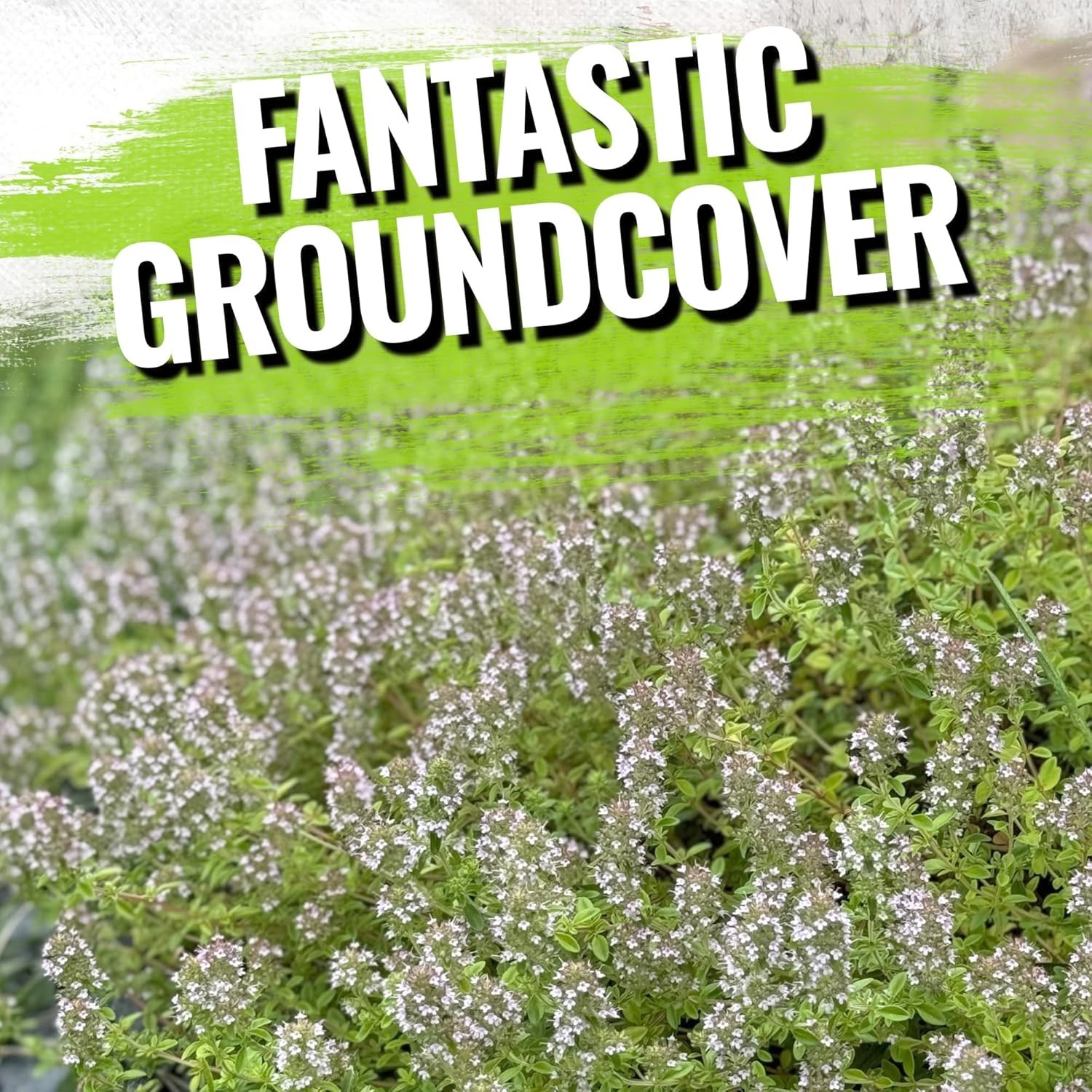 Heirloom Wild Creeping Thyme Seeds – Attractive Purple Flower Groundcover