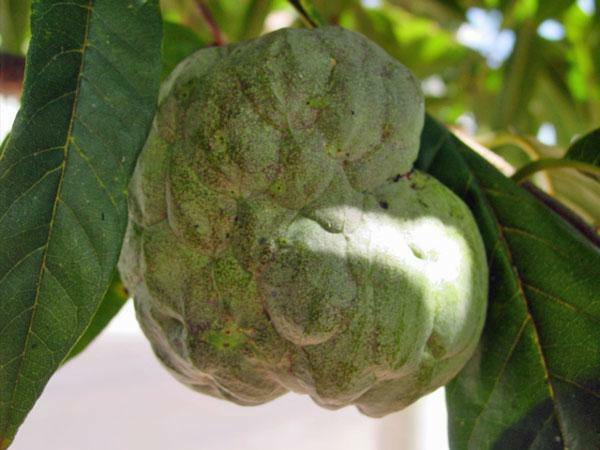 Annona squamosa | Sugar Apple | Sweetsop | 20 Seeds