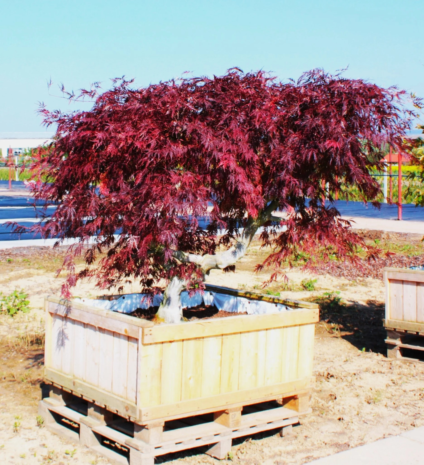 Red Japanese Maple Tree (Bloodleaf) Seeds – For 2026 Planting