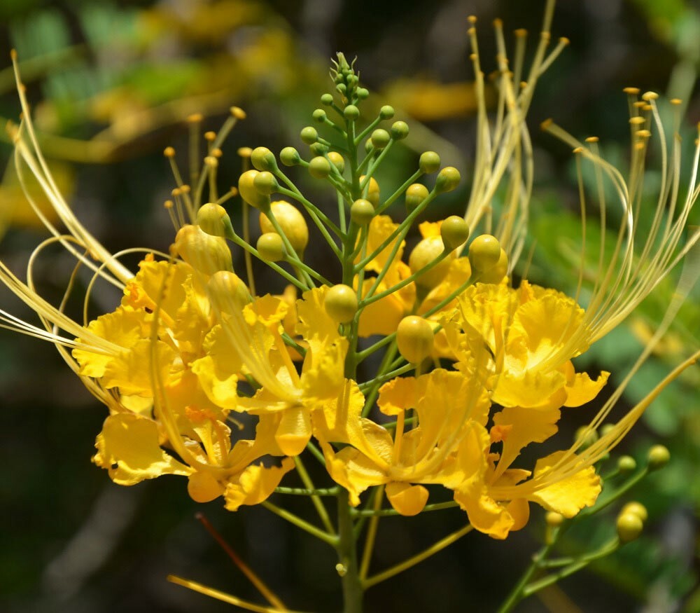 Caesalpinia pulcherrima Yellow | 10_Seeds