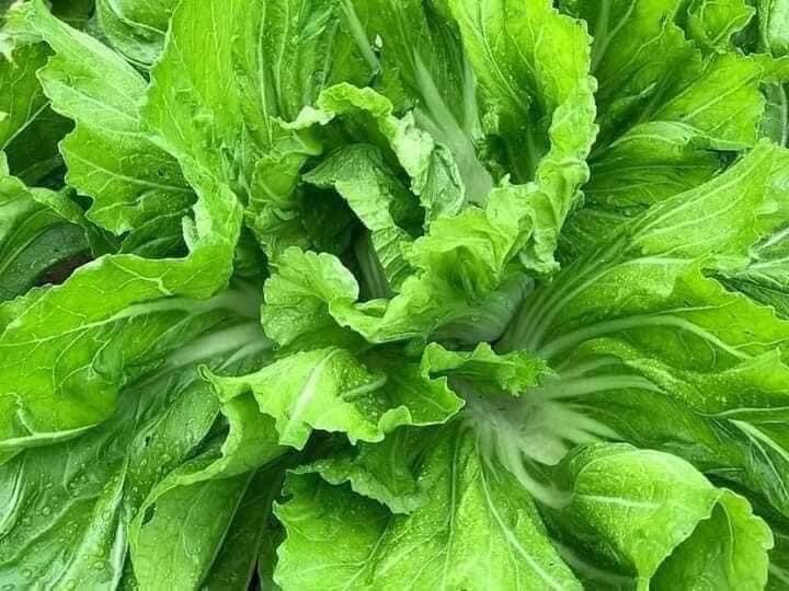 3x Hat Cai Be Dua, Chinese Indian Mustard 750+ Seeds/bag GAI CHOI Cabbage