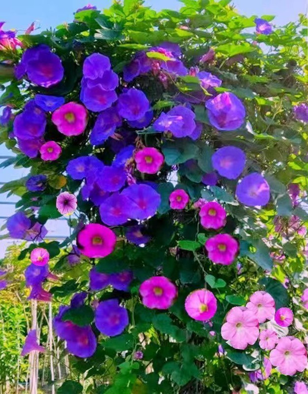 50+Tall Morning Glory Seeds Mix Climbing Vine Flower Fence Garden USA