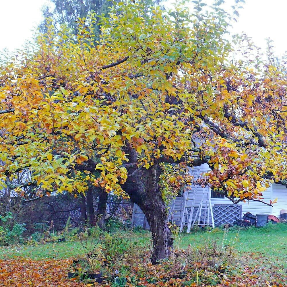 Paradise Apple | Premium Seeds | Malus pumila ‘Fruit’ | Plants’®