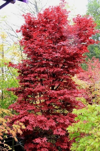“Oregon Sunset” Maple Tree Seeds Acer Semi – Dwarf Hardy – Zone 5 Red Orange