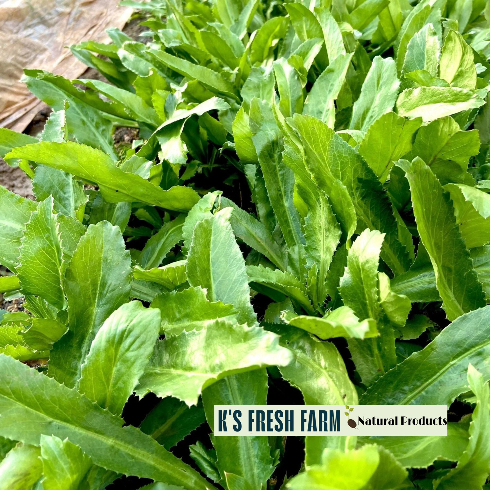 500+ CULANTRO SEEDS-NGÒ GAI-MEXICAN CORIANDER-庫蘭特羅-PUERTO RICAN-THAI PARSLEY