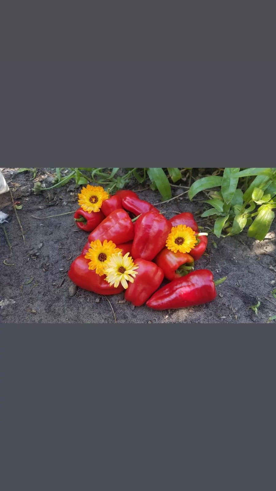 Mixed Calendula Seeds Several Varities 25 Organic Seeds