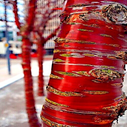 Tibetan Paper Birchbark Cherry Tree Seeds Prunus serrula Hardy Shiny Bark Plant