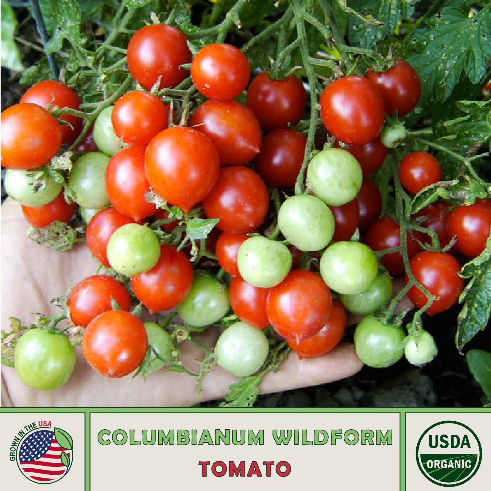 10 Columbianum Wildform Tomato Seeds, Multi-flora, Organic, Genuine USA