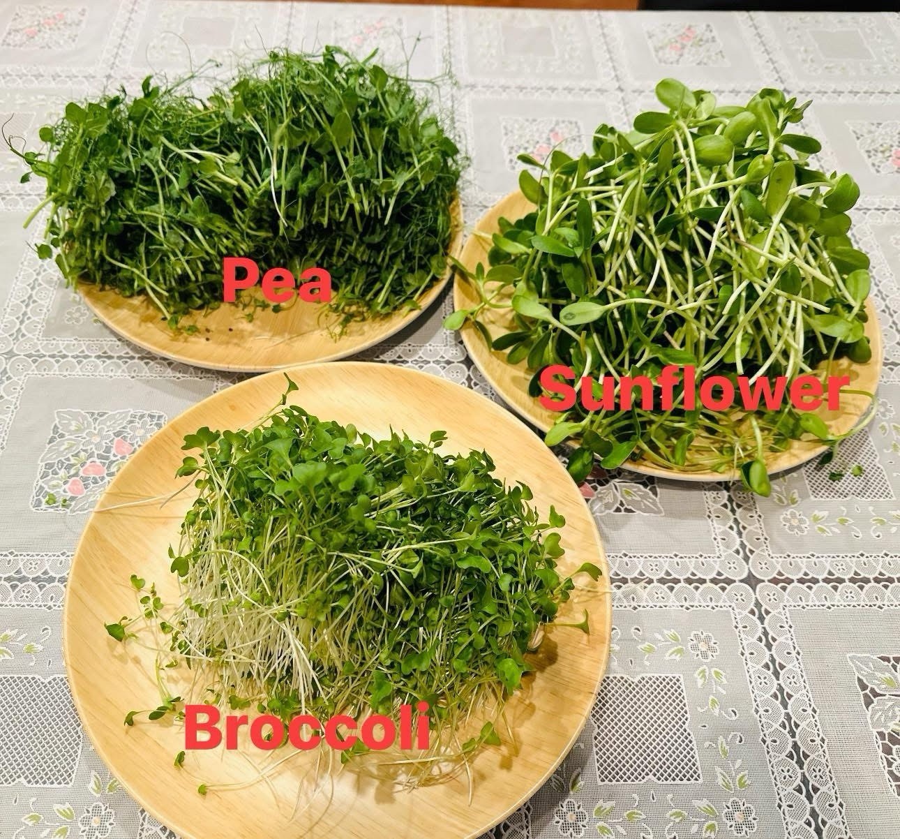Organic Non-GMO Broccoli Seeds Sprouting Sprouts Microgreens of Pure*NEW*