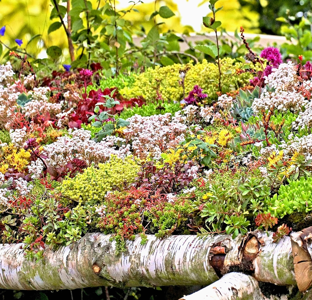200 SEDUM SEED MIX SUCCULENTS GREEN ROOF DELIGHT! 🌱 | GREEN GROVE GARDEN USA