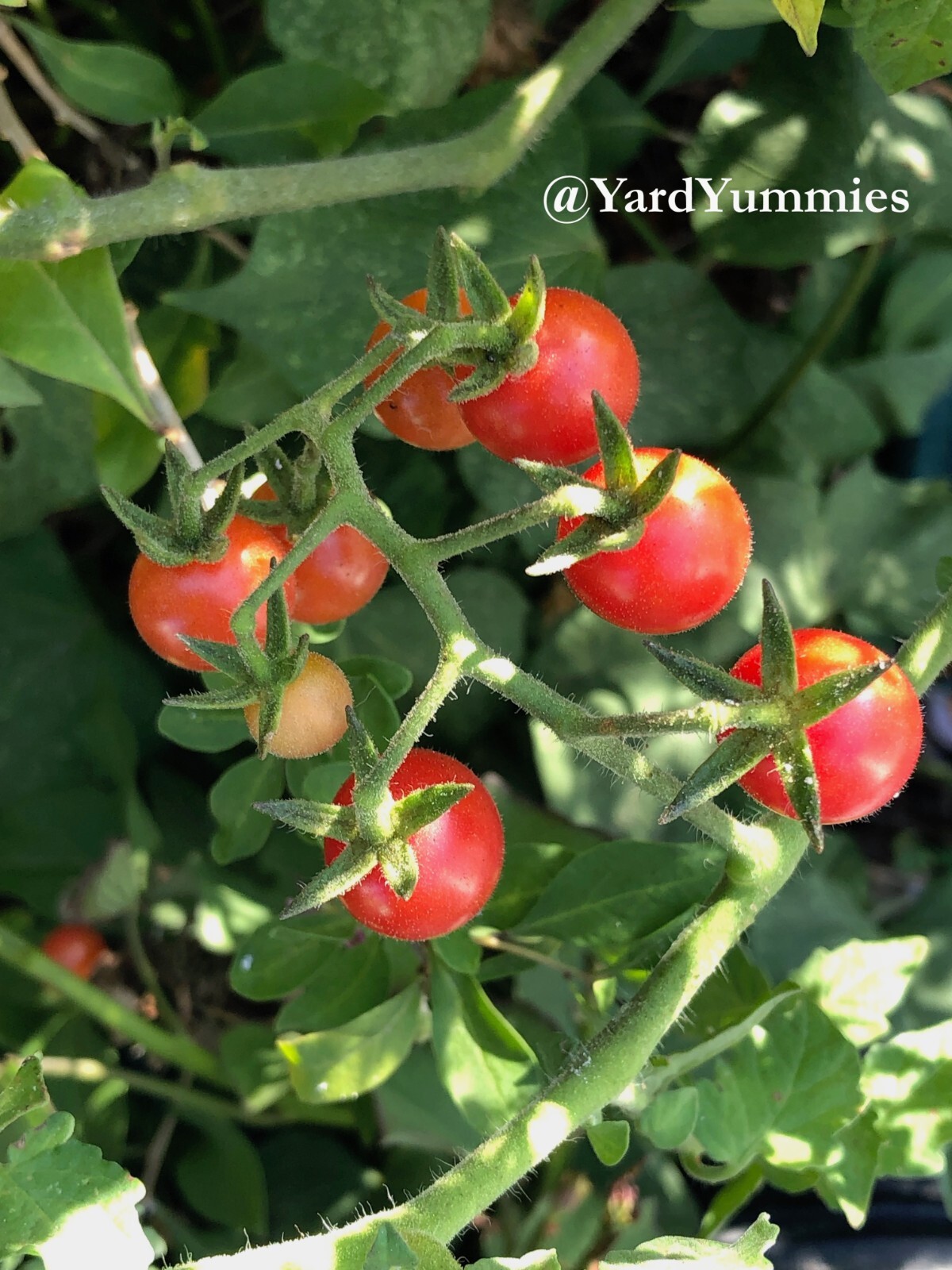 30 Florida Everglades Tomato SEEDS Heirloom Heat Tolerant Tomato Seeds