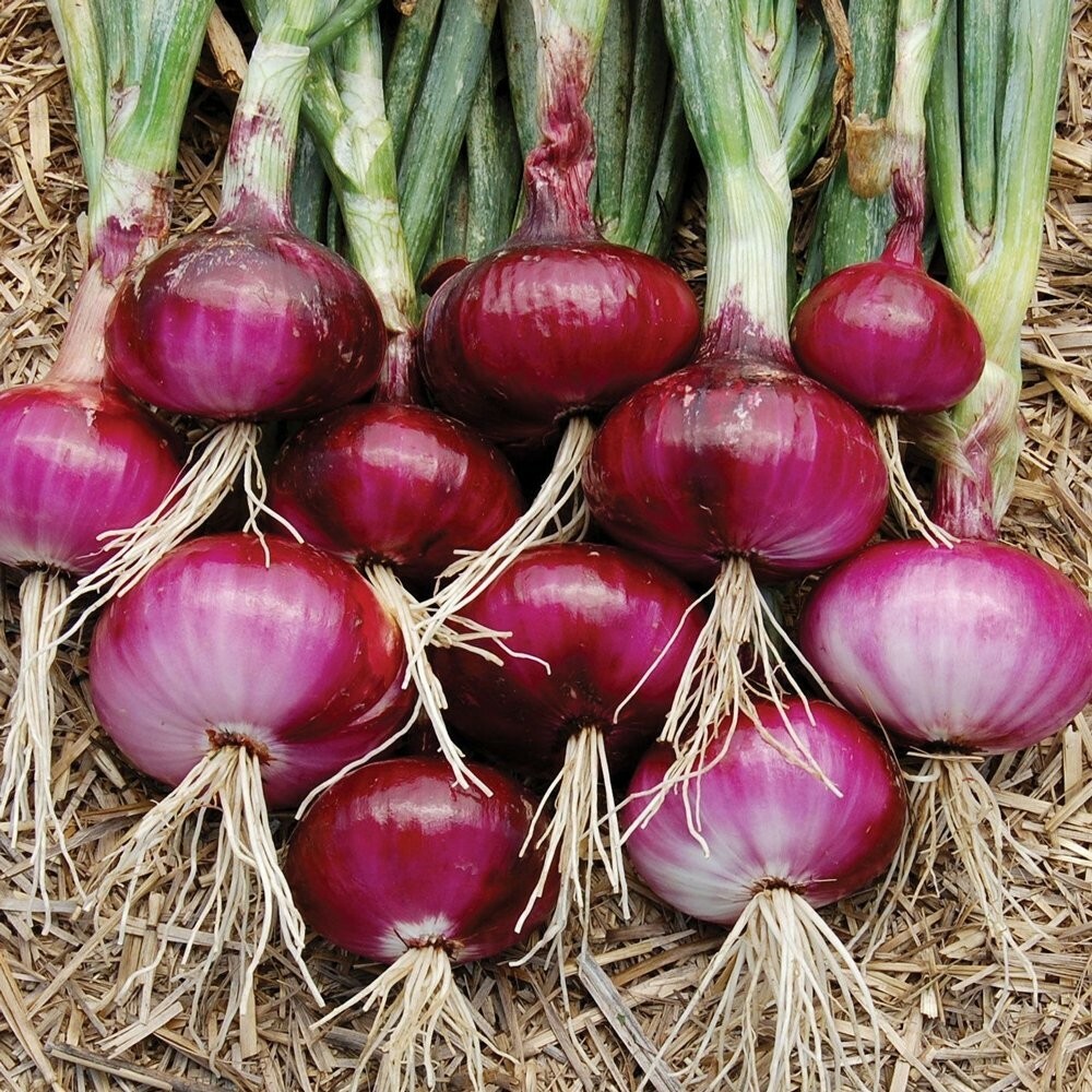 200 RED BURGUNDY ONION SEEDS ~ 2026 ~ heirloomseedguy ~ USA