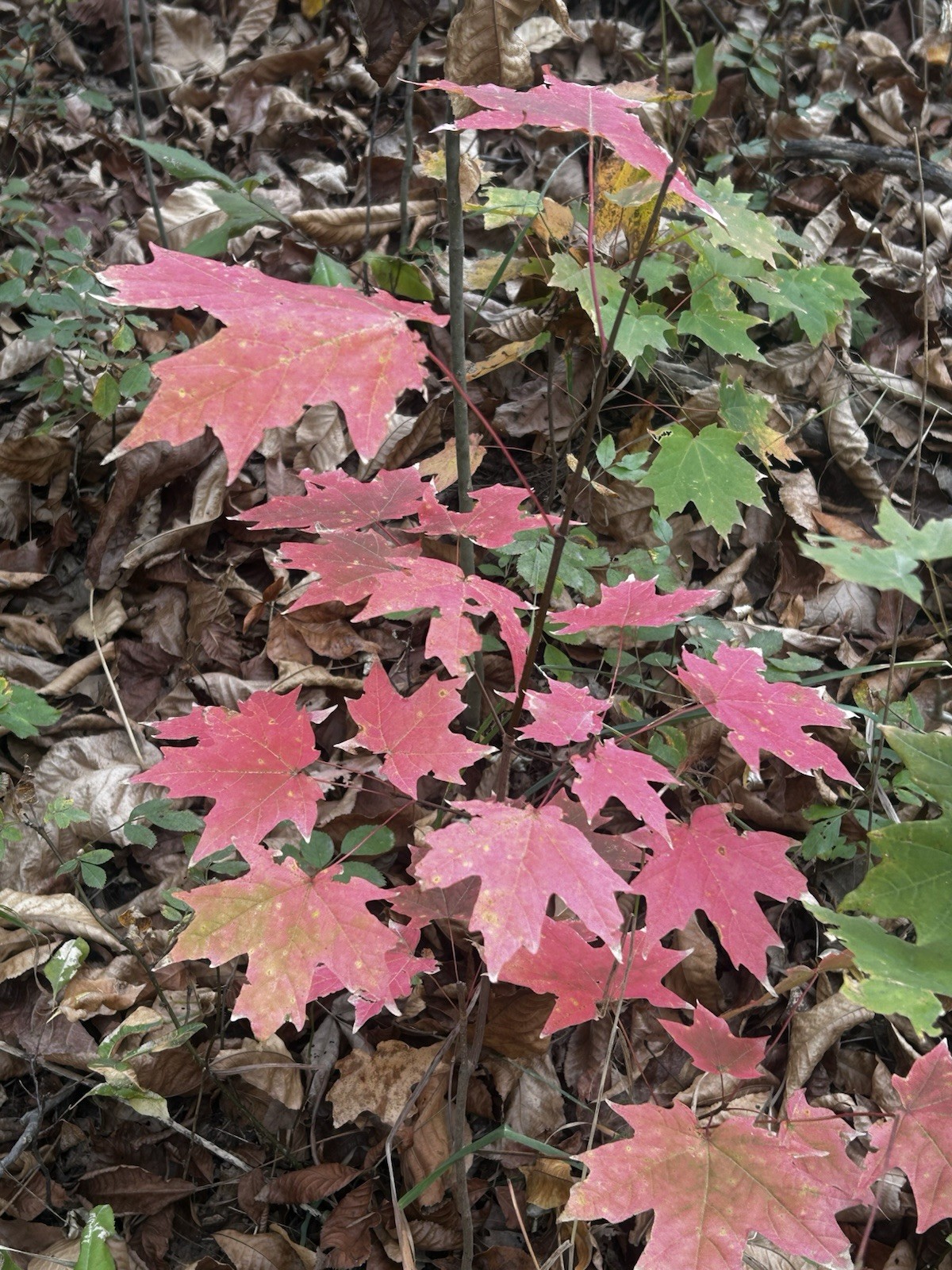 SE Michigan Ecotype Wild Grown, Forest Sugar Maple Seed (Acer Saccharum, 25 Pc.)