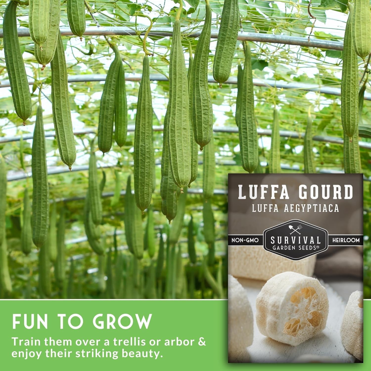 Luffa or Loofah Seed for Planting – 1 Packet with Instructions to Plant and G…