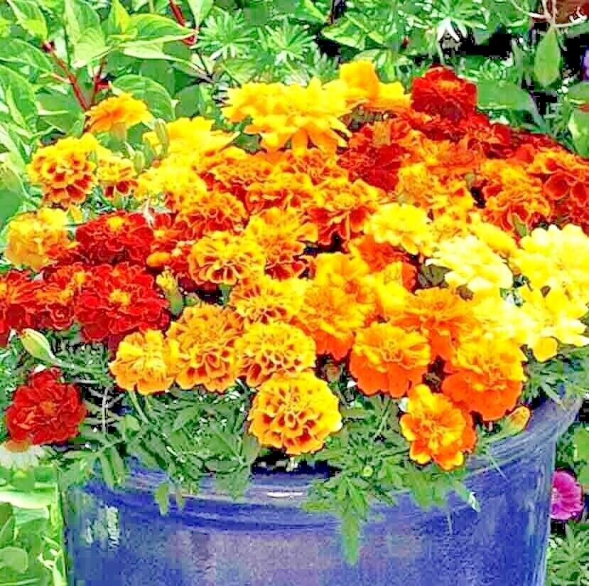 600+ POT MARIGOLD SEEDS SPRING MIX MOSQUITO BUG REPELLENT DWARF FLOWER MEDICINAL