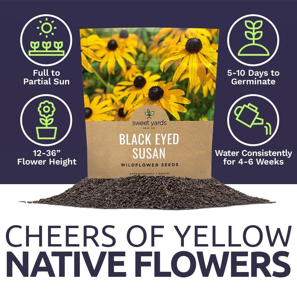 Black Eyed Susan Seeds – Extra Large Packet – Over 100,000 Open Pollinated No…
