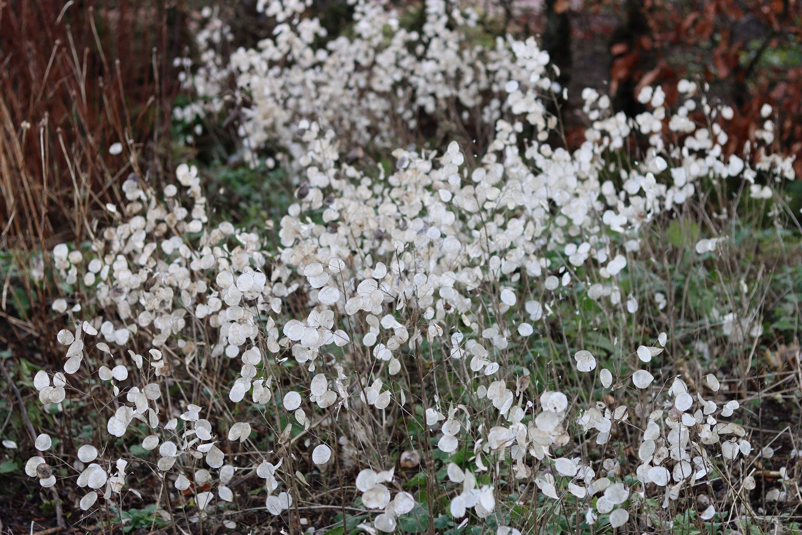 100 LUNARIA Biennis ( MONEY PLANT / Silver Dollar / Honesty ) Flower Seeds