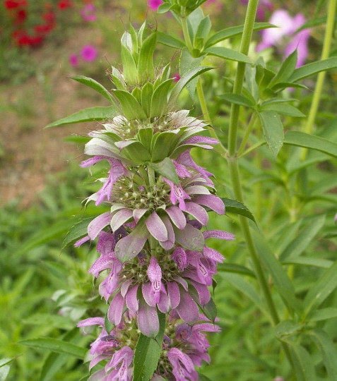 250 Lemon Mint Seeds Culinary Garden Herb Monarda citriodora