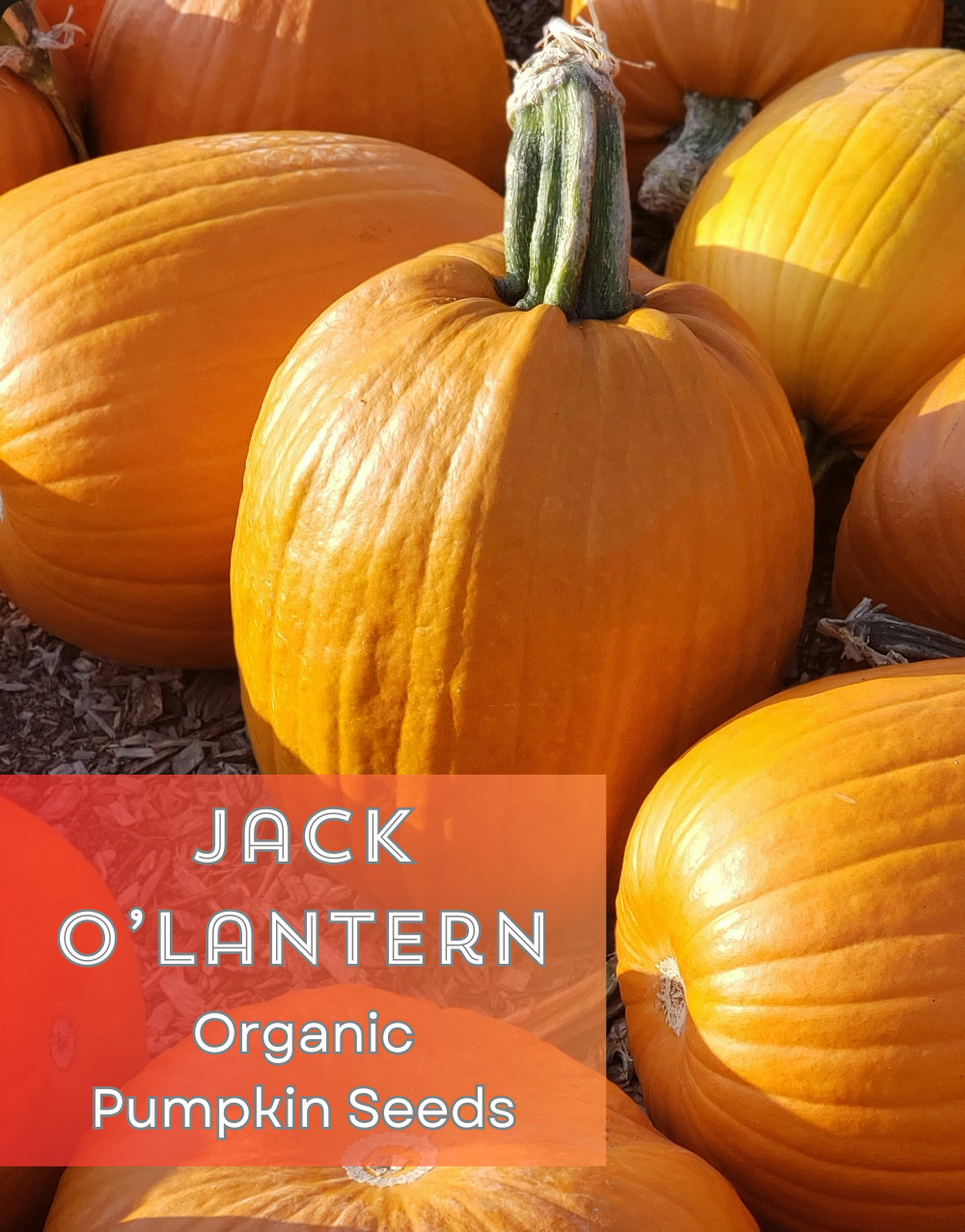 BEGINNER GARDEN for KIDS! 🌱 Organic Seed Collection 🌻 6 Fun Varieties + Gift!