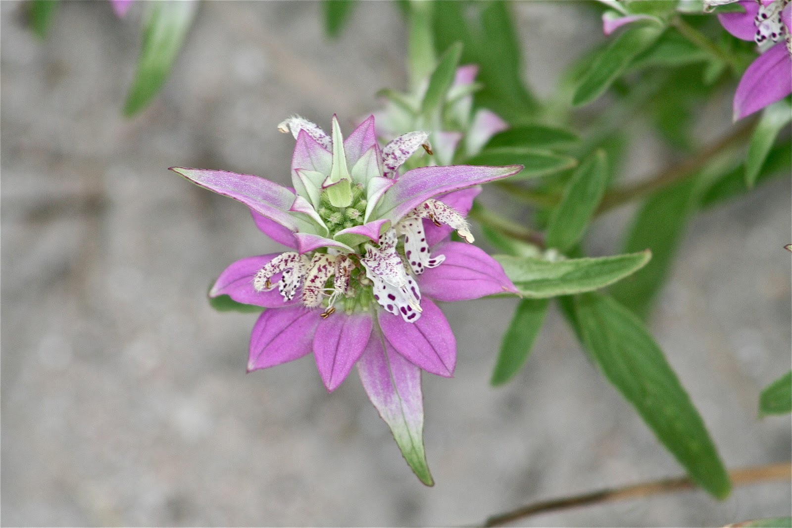 301+SPOTTED BEE BALM Flower Seeds Native Wildflower Herbal Tea Medicinal Plant
