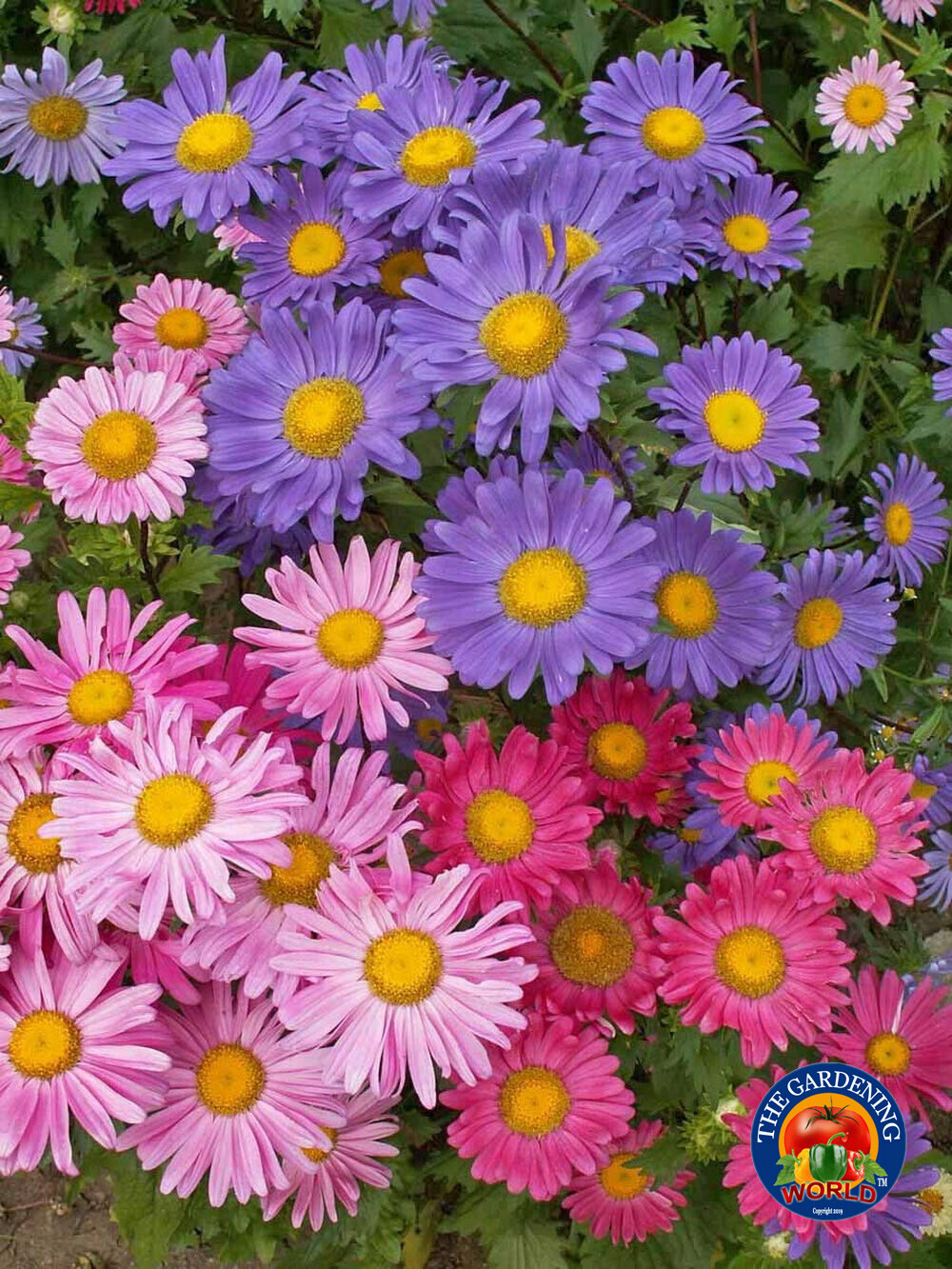 1oz China Aster Single Flower Seeds Sensation Mix Callistephus chinensis 15,000