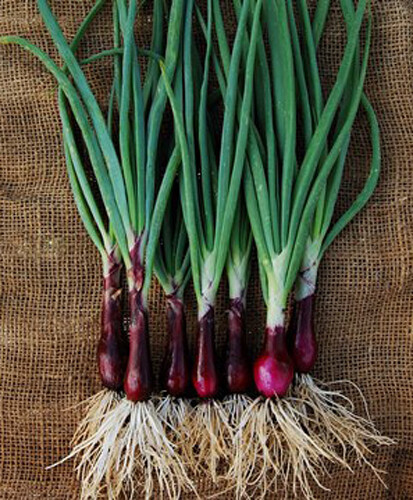 200+ Onion Seeds Ruby Red Onion Red Stem Scallion(Alllium cepa) USA