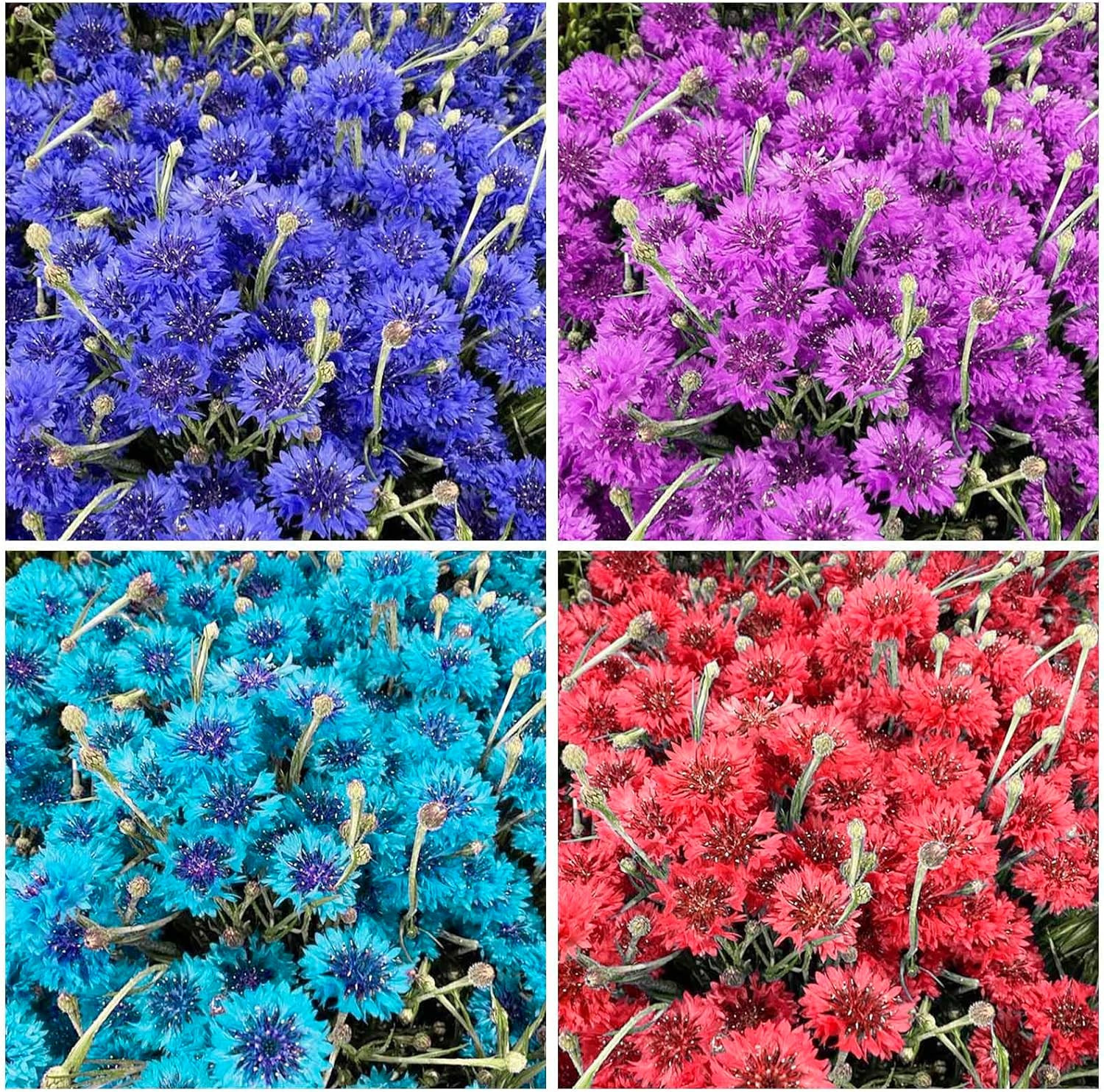 3200+ Mix Cornflower Seeds for Planting – Non-Gmo Bachelor Button Flower Seeds G