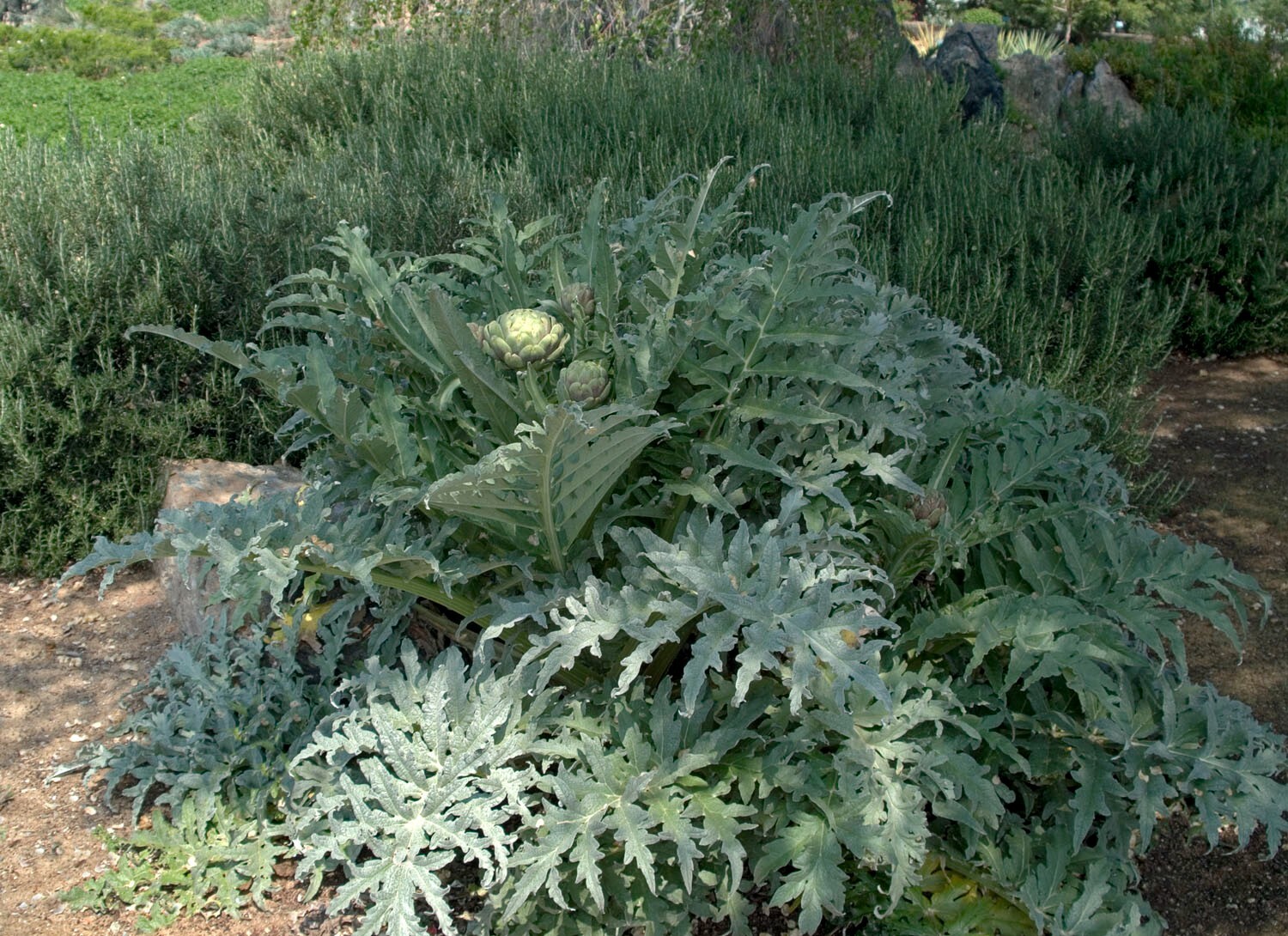 Artichoke Green Globe Improved Amish Seeds 30 NON – HYBRID Seeds, NON – GMO