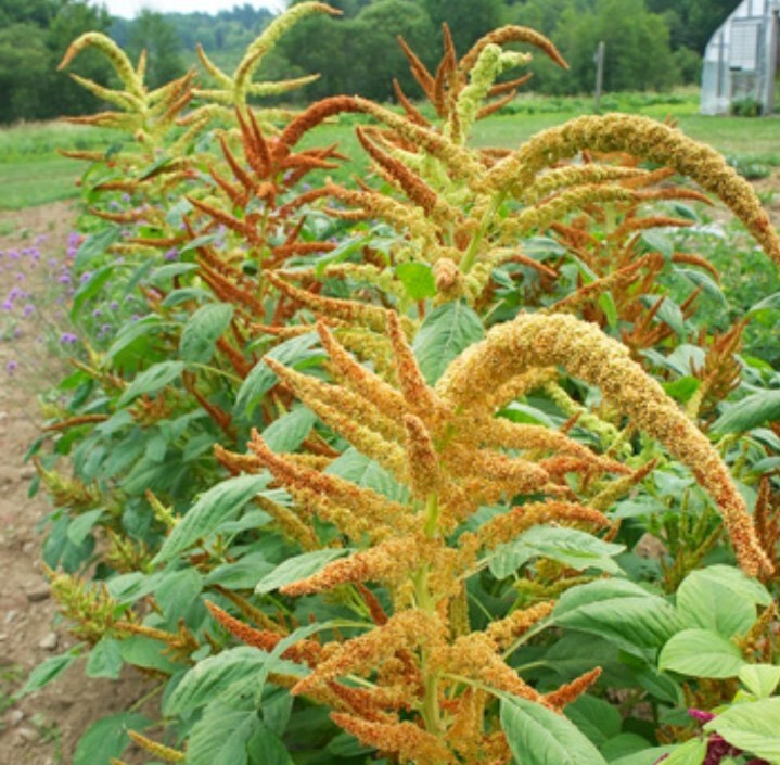 100+ Amaranth Autumn’s Touch seeds