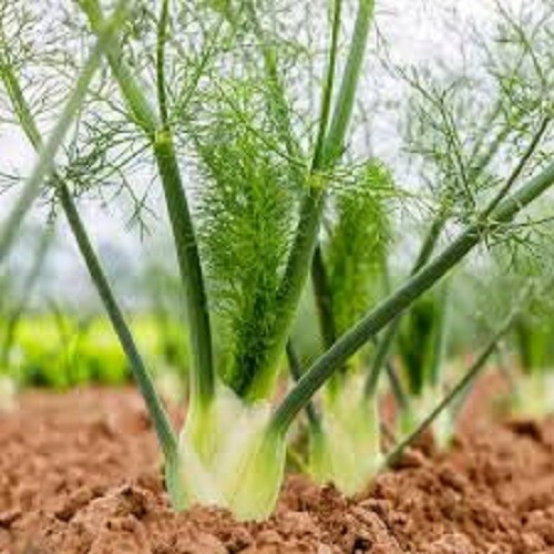 Premium Florence Fennel – Fresh Organic Heirloom Seed – Buy any 3 var, 20% off!