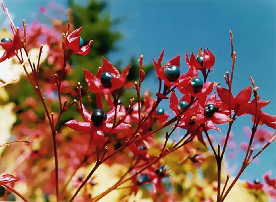 Harlequin Glorybower, Clerodendron trichotomum, Tree Seeds