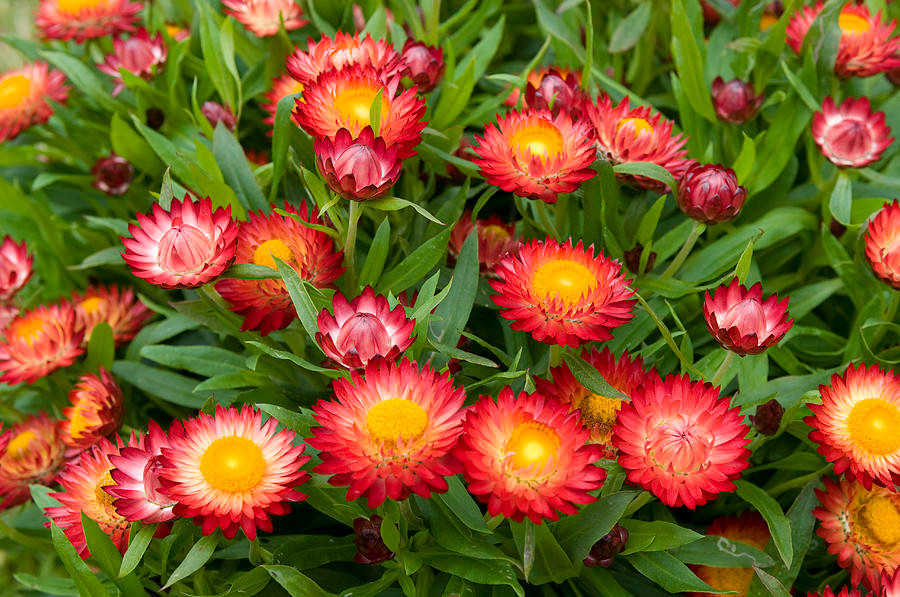 400 SEEDS – strawflower TALL DOUBLE MIX – GroCo USA – BUY ANY 15 – SHIPS FREE