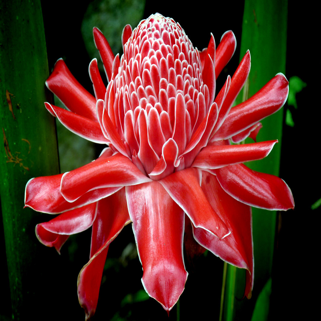 10 RED TORCH Ginger Seeds (Etlingera elatior) Flower Tropical Garden Plant RARE!