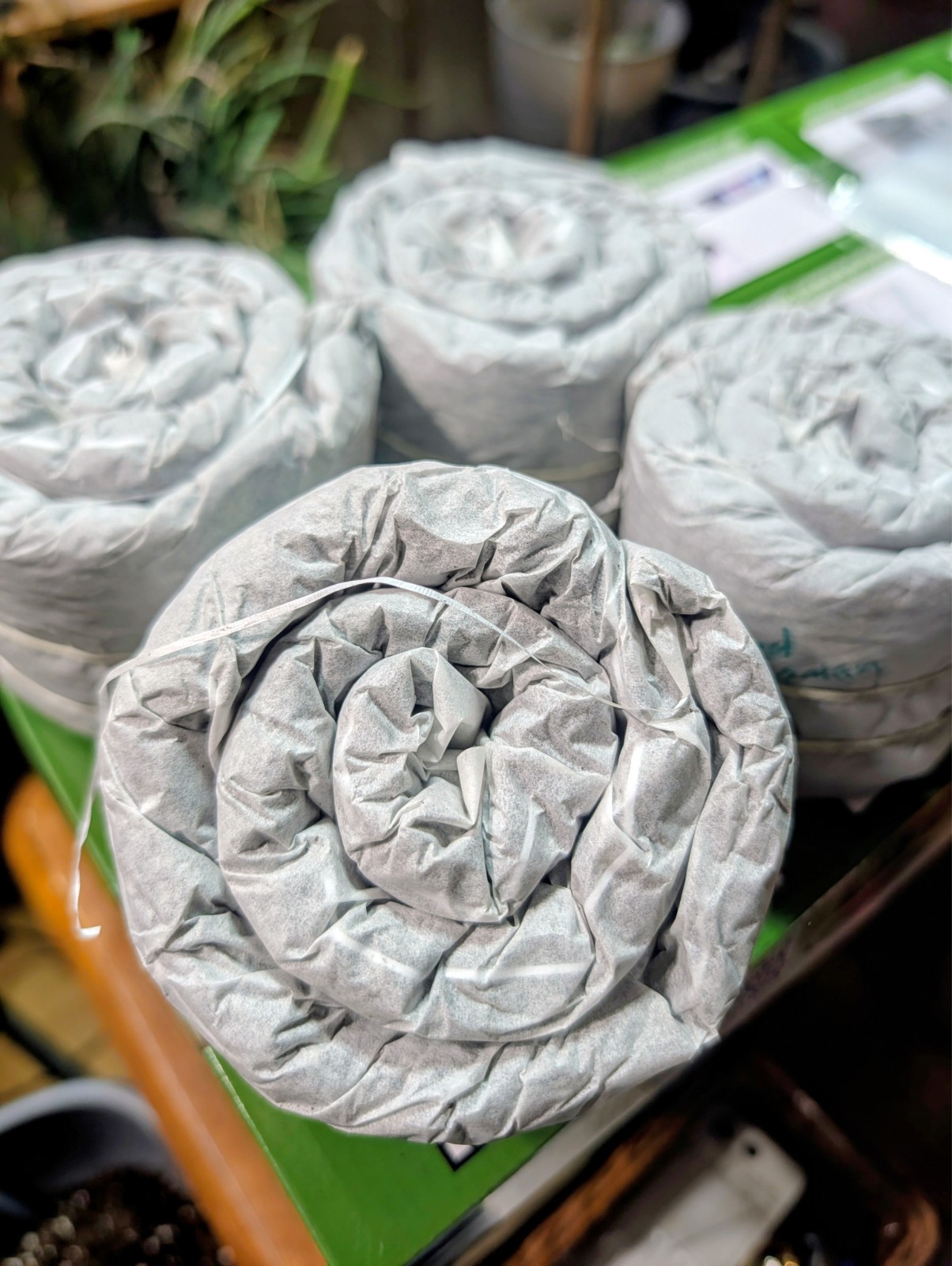 Choose Any 3 Seed Snails- Packed with seeds and ready to grow!
