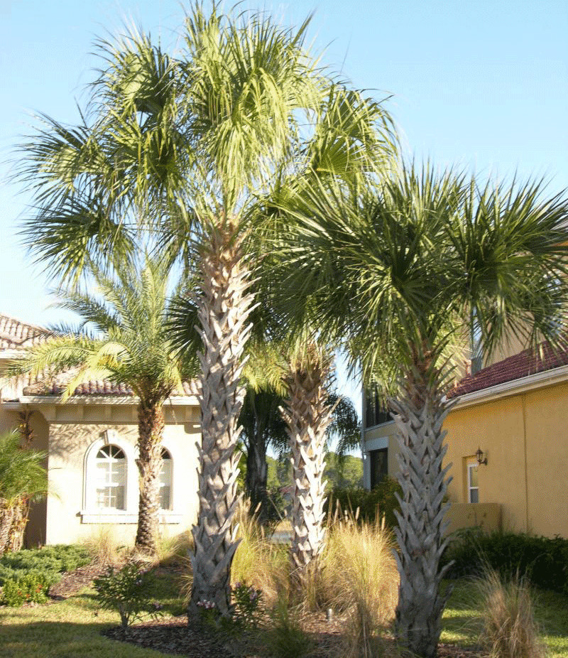 Sabal Palm Tree, Cabbage Palm, Texas Sabal palmetto Palm, 10 Fresh Seeds (01)