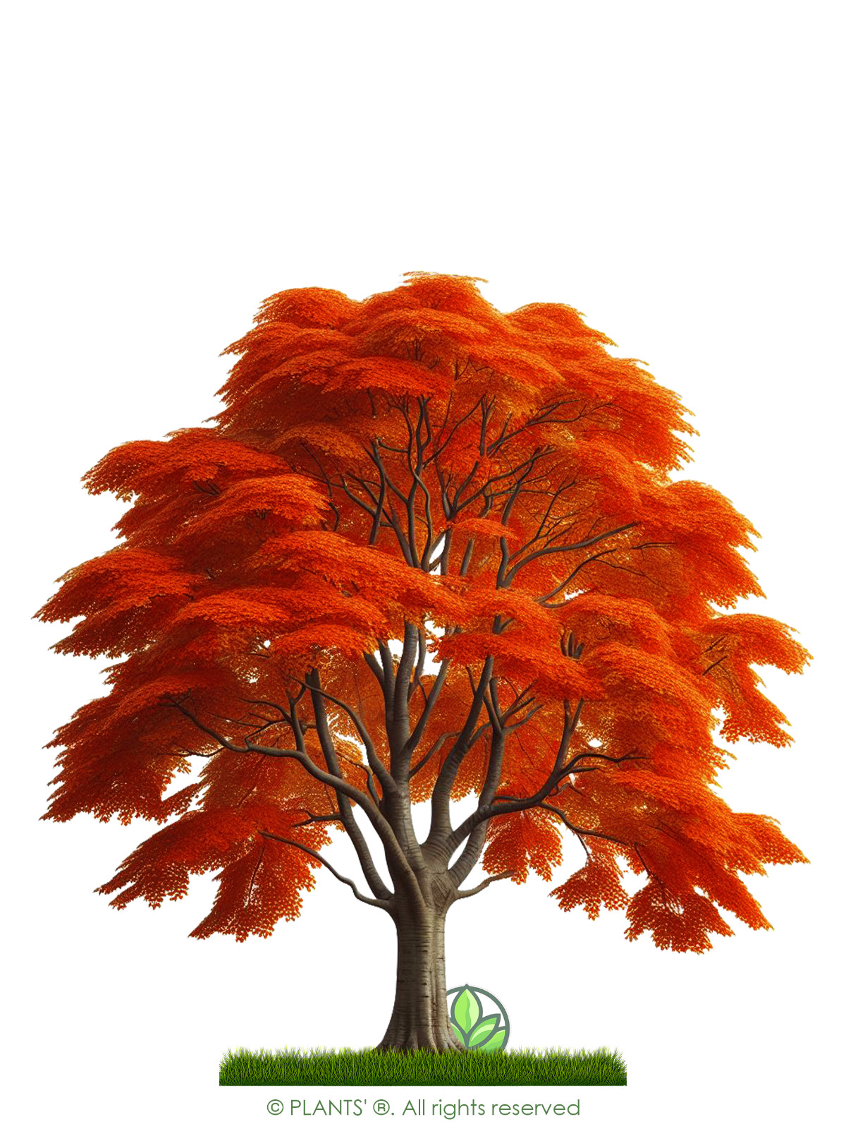 European Sweet Cherry Tree | Premium Seeds | Prunus avium ‘Fall’ | Plants’®