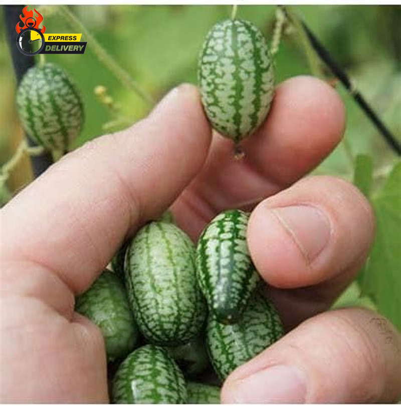 Mini Thumb Watermelon Fruit Vegetables Seeds 60+ Cucamelon Mexican Sour Gherkin