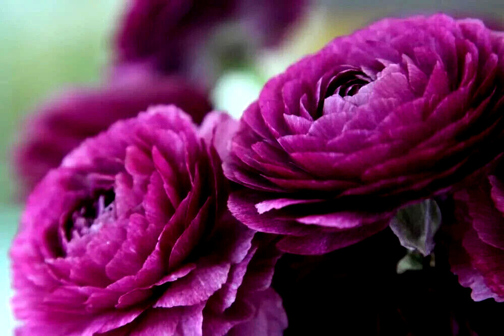 Ranunculus Purple Flower 15 Bulbs Peony Rose Buttercup Wedding Spring Flowers