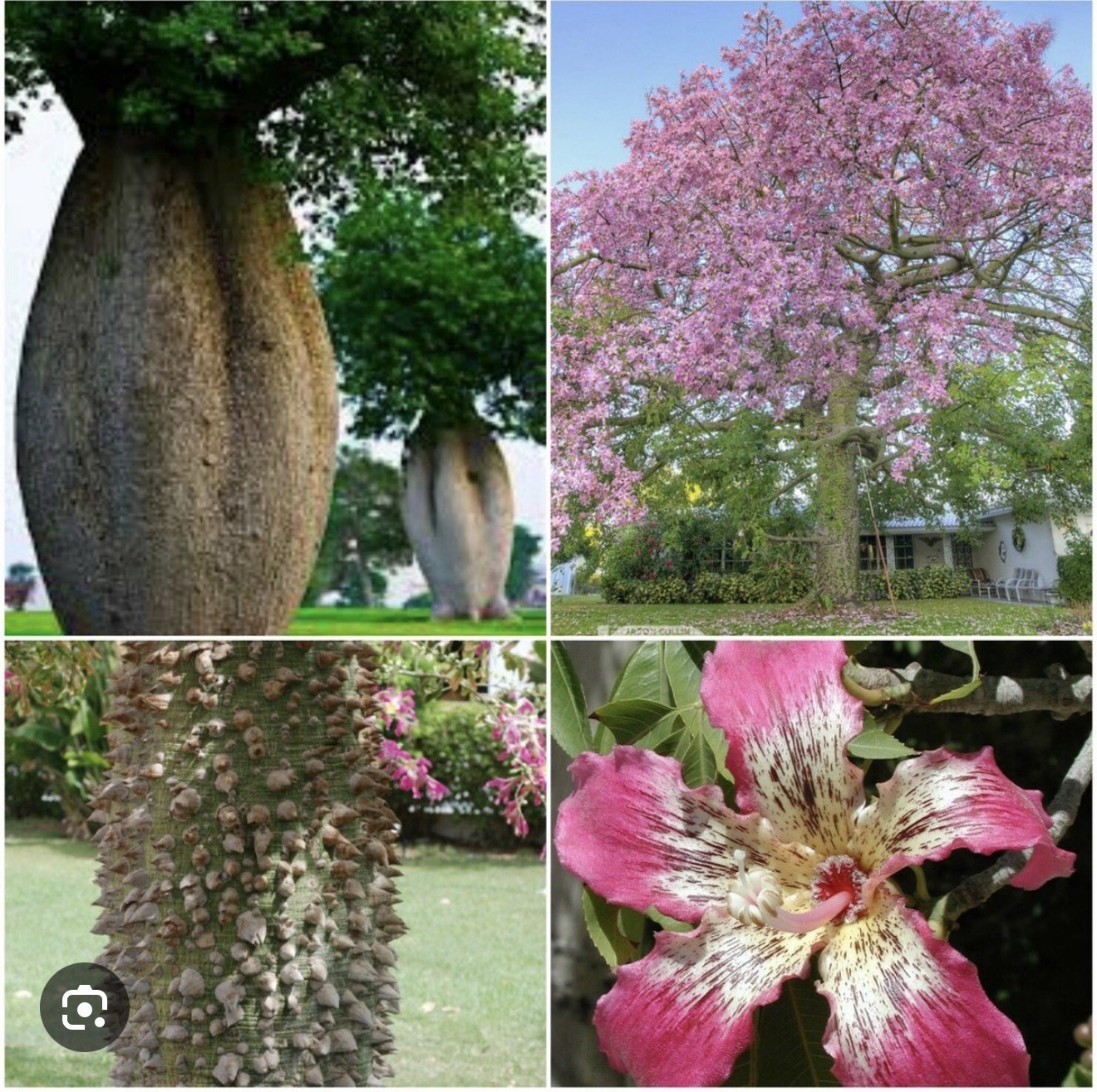 Pink Silk Floss Tree-Ceiba specios-Rare Tree! Beautiful Orchid Like Blooms!