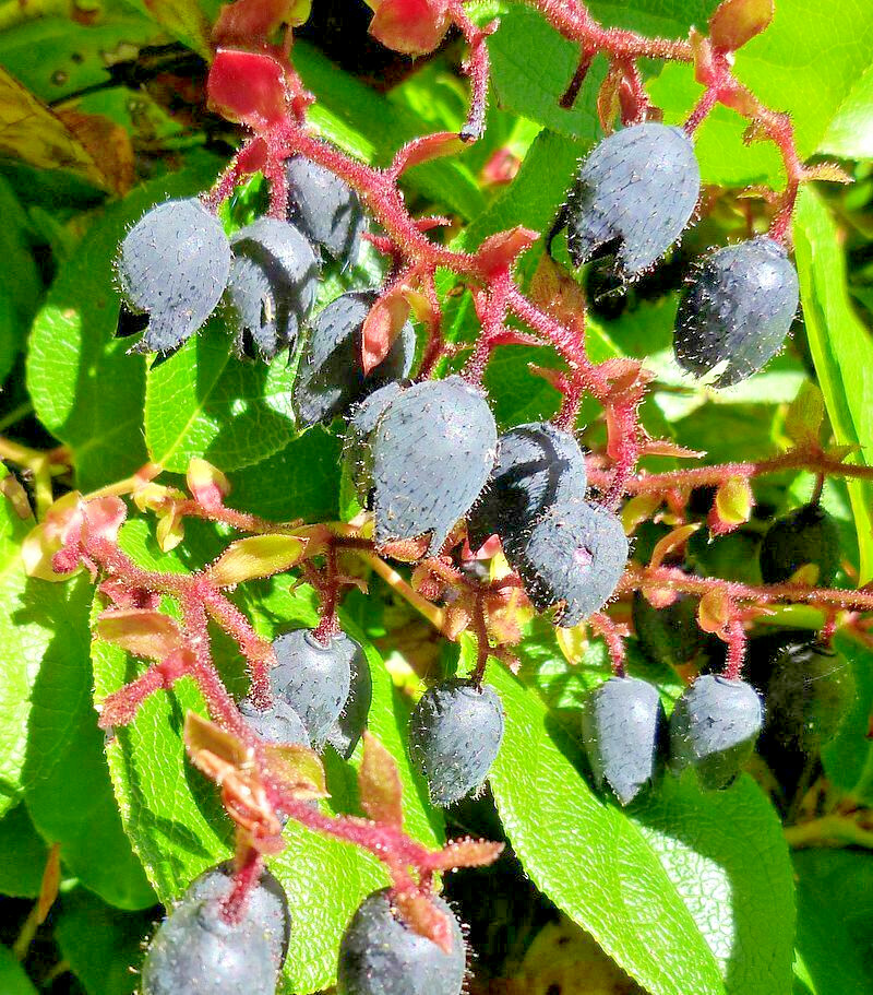SALAL 1001 SEEDS SHALON, GAULTHERIA, HARDY EVERGREEN SHRUB, EDIBLE BERRIES, BULK