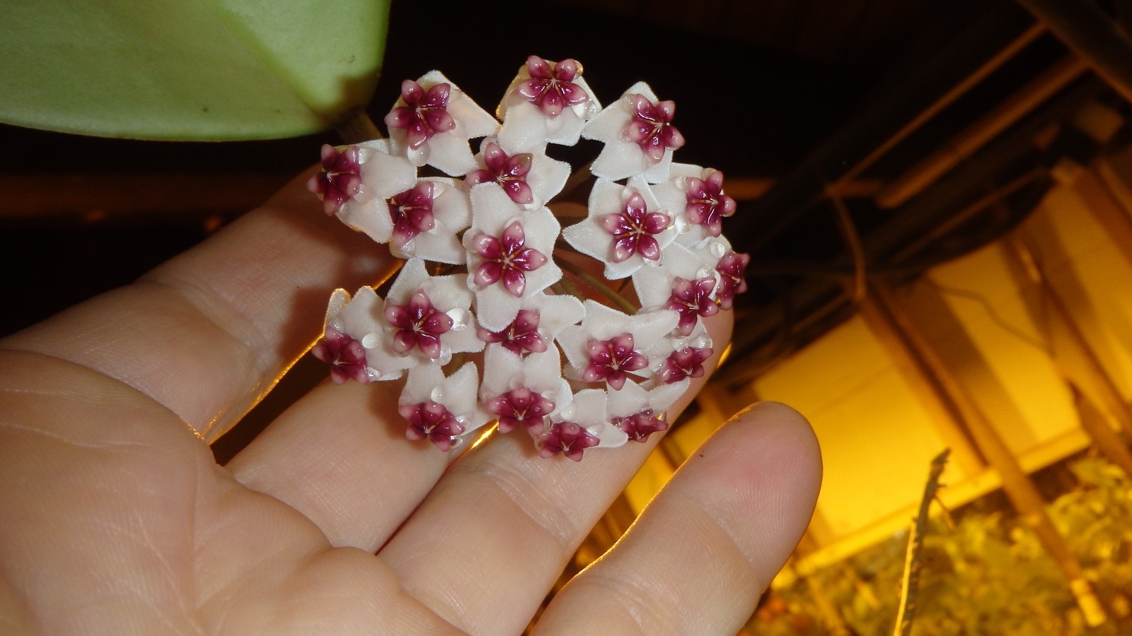 Hoya Obovata starter plant, well rooted, sent with the container, Wax plant