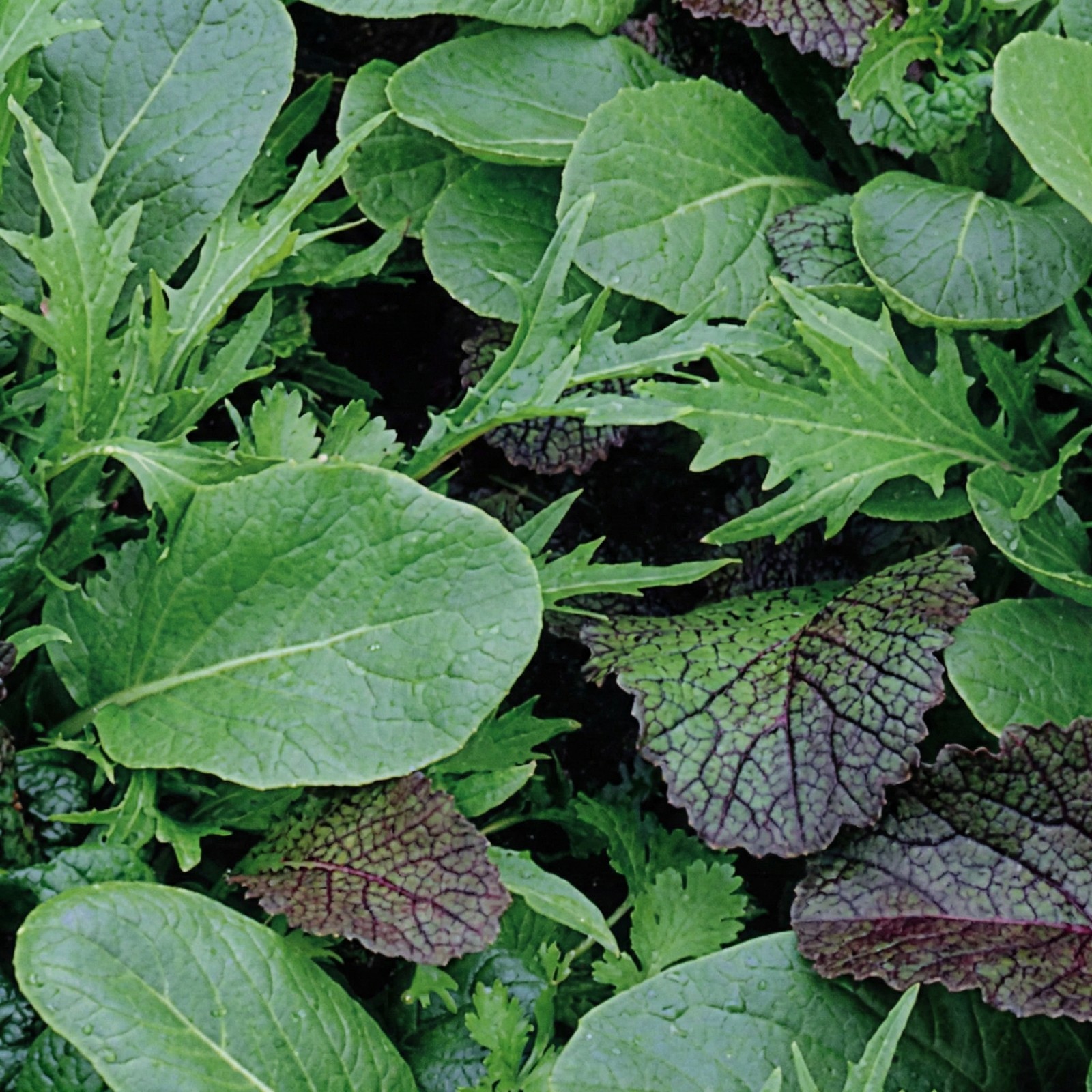 Mixed Greens BRAISING MIX Mustard Tatsoi Mizuna Arugula Non-GMO 1000 Seeds