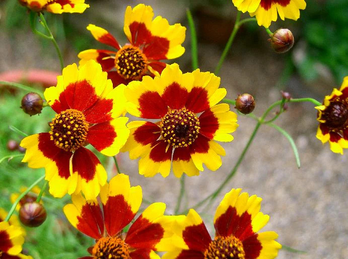 Plains Coreopsis Seeds | Mississippi Tickseed Calliopsis Wildflower Seed 2025